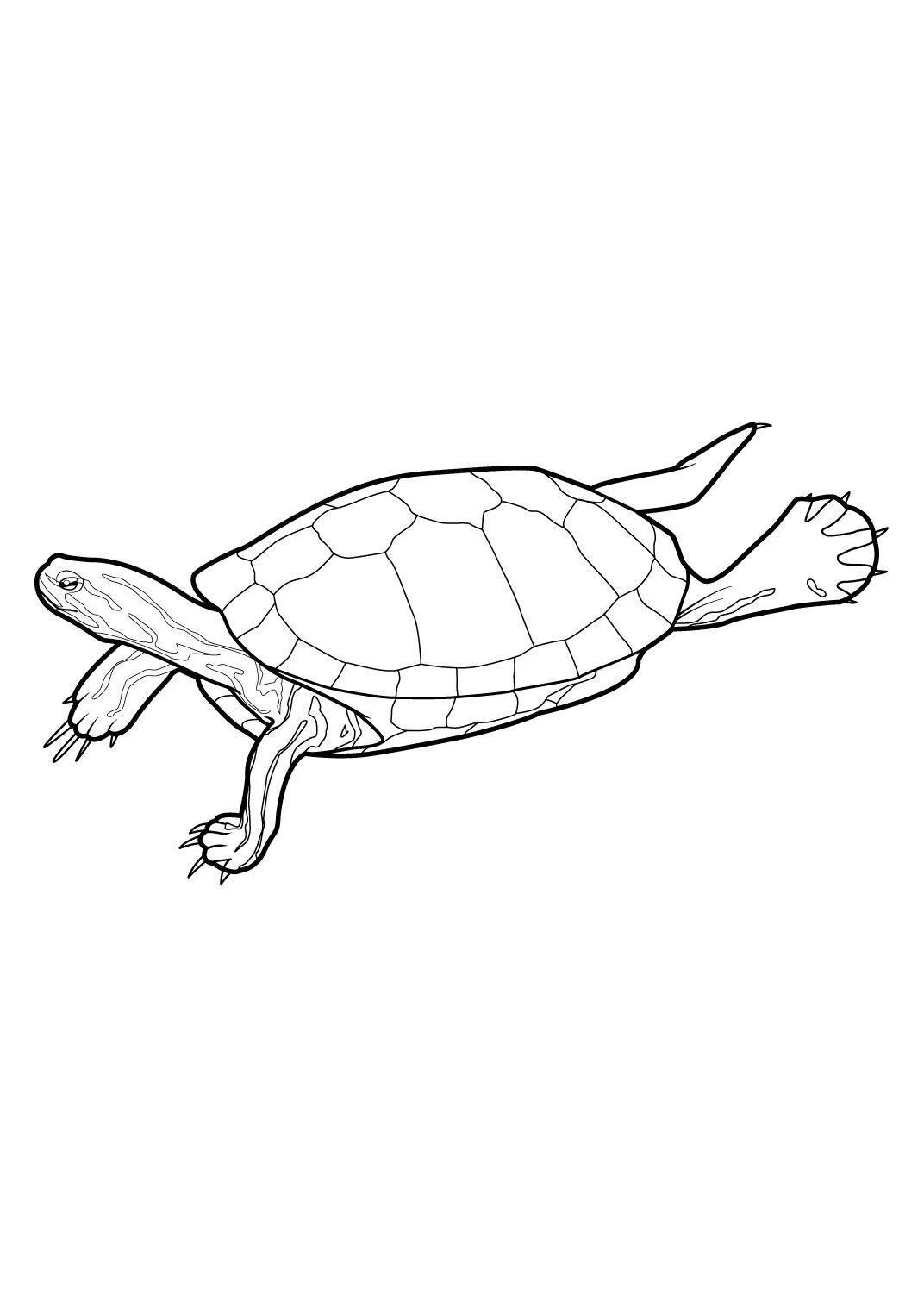 Красноухая черепаха раскраска. Рисунки красно ухый черепахи. Нарисовать красноухую черепаху. Красноухая черепаха раскраска для детей.