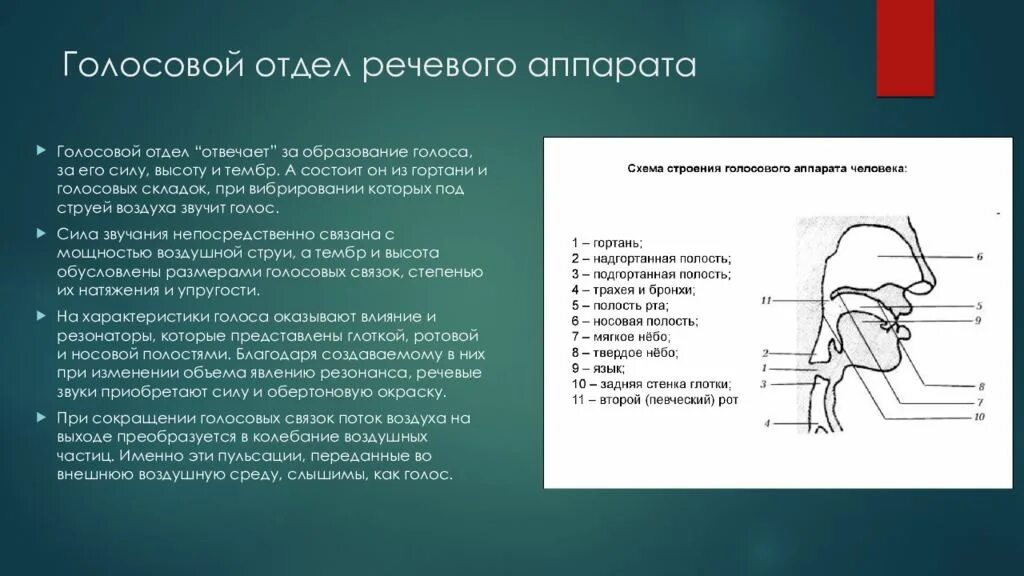 Высота голоса зависит от голосовых связок. Периферический отдел речевого аппарата. Функции артикуляционного отдела речевого аппарата. Дыхательный отдел периферического речевого аппарата. Строение периферического речевого аппарата.