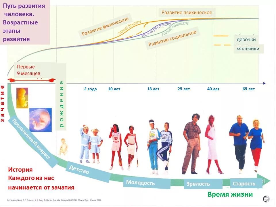 Что происходит с людьми с возрастом. Этапы жизни человека. Этапы жизни человека от рождения. Фазы жизни человека. Этапы развития человека от рождения до смерти.