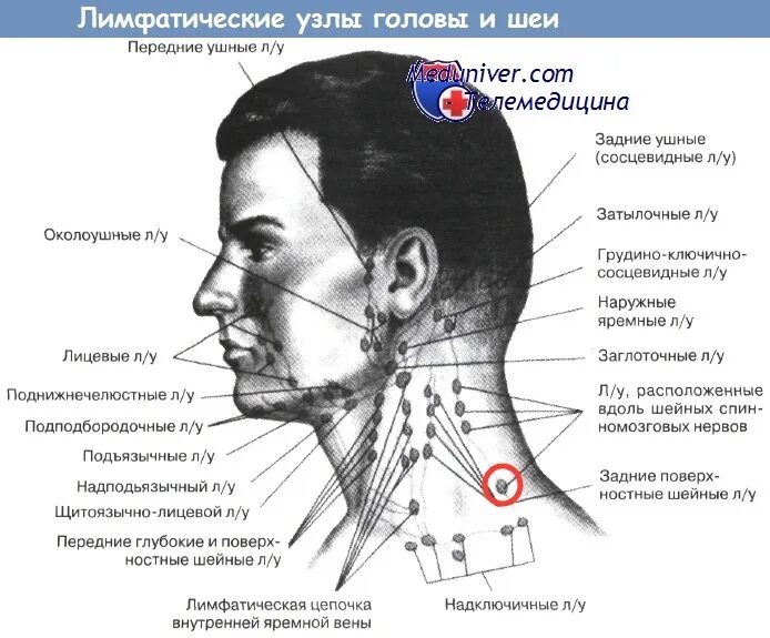 Как понять увеличены ли лимфоузлы. Лимфоузлы на шее сзади расположение схема. где находятся лимфоузлы на шее у человека спереди фото. лимфоузлы сзади на шее у ребенка схема. поверхностные шейные лимфатические узлы размеры.