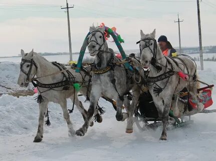 Народная команда кони