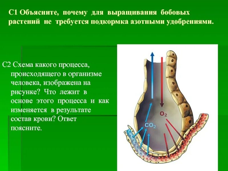 Схема какого процесса происходит в организме человека изображена. Какой процесс изображен на рисунке? Что лежит в основе этого процесса?. В основе процесса лежит. Почему для выращивания бобовых растений не требуется подкормка. Какие процессы происходят на уровне