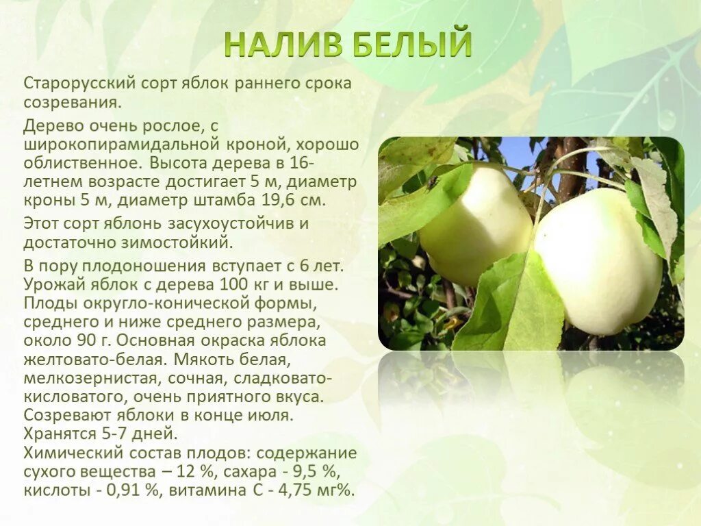 Как выглядит белый налив Белый налив яблоня описание фото
