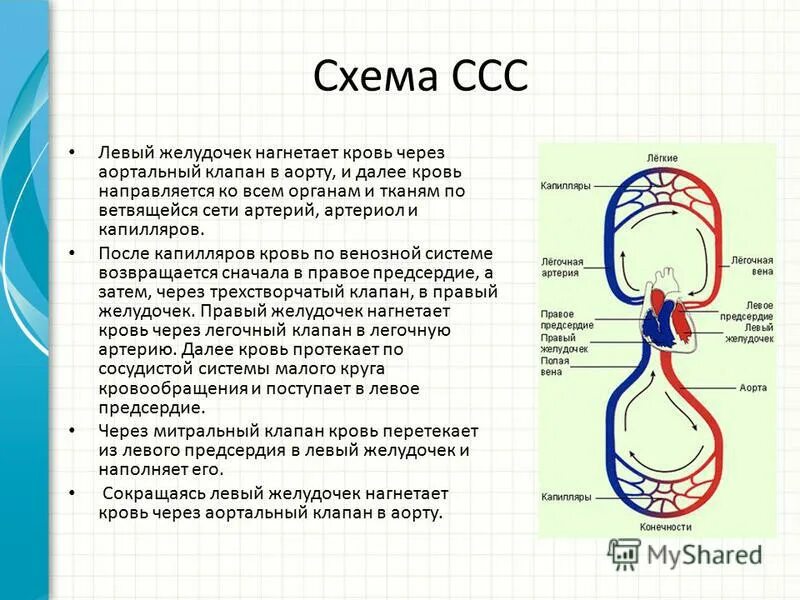артерии и вены большого круга кровообращения. плацентарный круг кровообращения схема. малый круг кровообращения артериальная кровь. капиллярная сеть малого круга кровообращения. артериальная кровь обогащена.