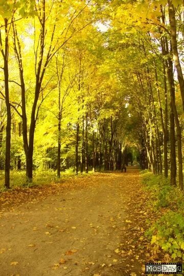 Город краснодар дендрарий. Аллея 60 летия победы домодедово. Керамогранит керама марацци аллея. Керама марацци ступени керамогранит. Домодедово город советская аллея.