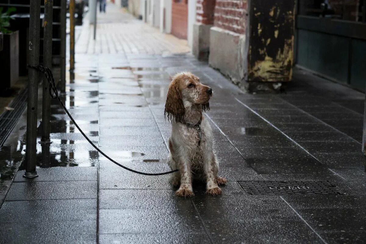 Бездомные собаки. Бродячие собаки. Нюх собак на охоте. Собака мимо. Собака мимо.
