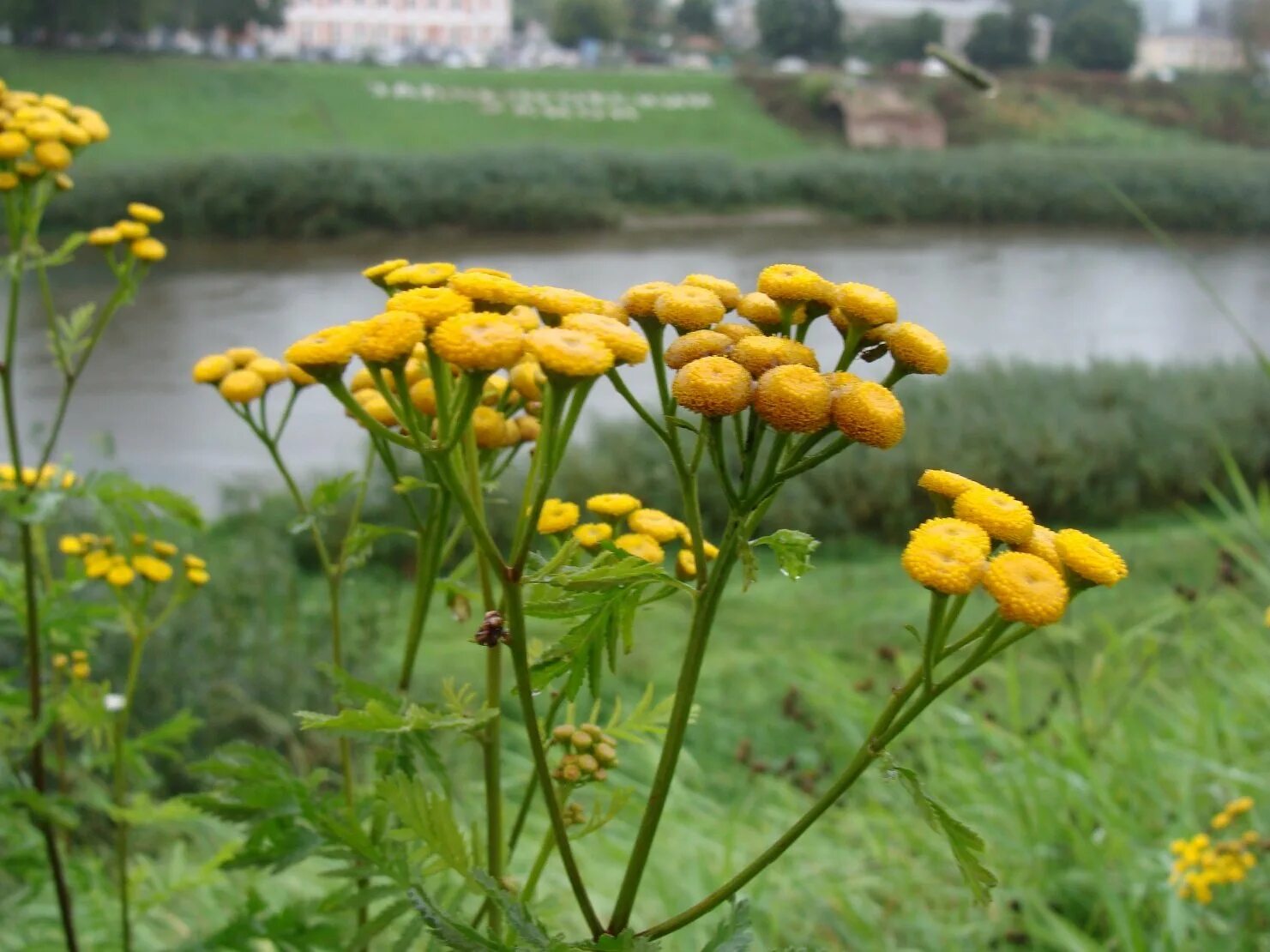 Пижма обыкновенная лечебные. Пижма хараджана. пижма обыкновенная. пижма tanacetum vulgare. пижма гуронская.