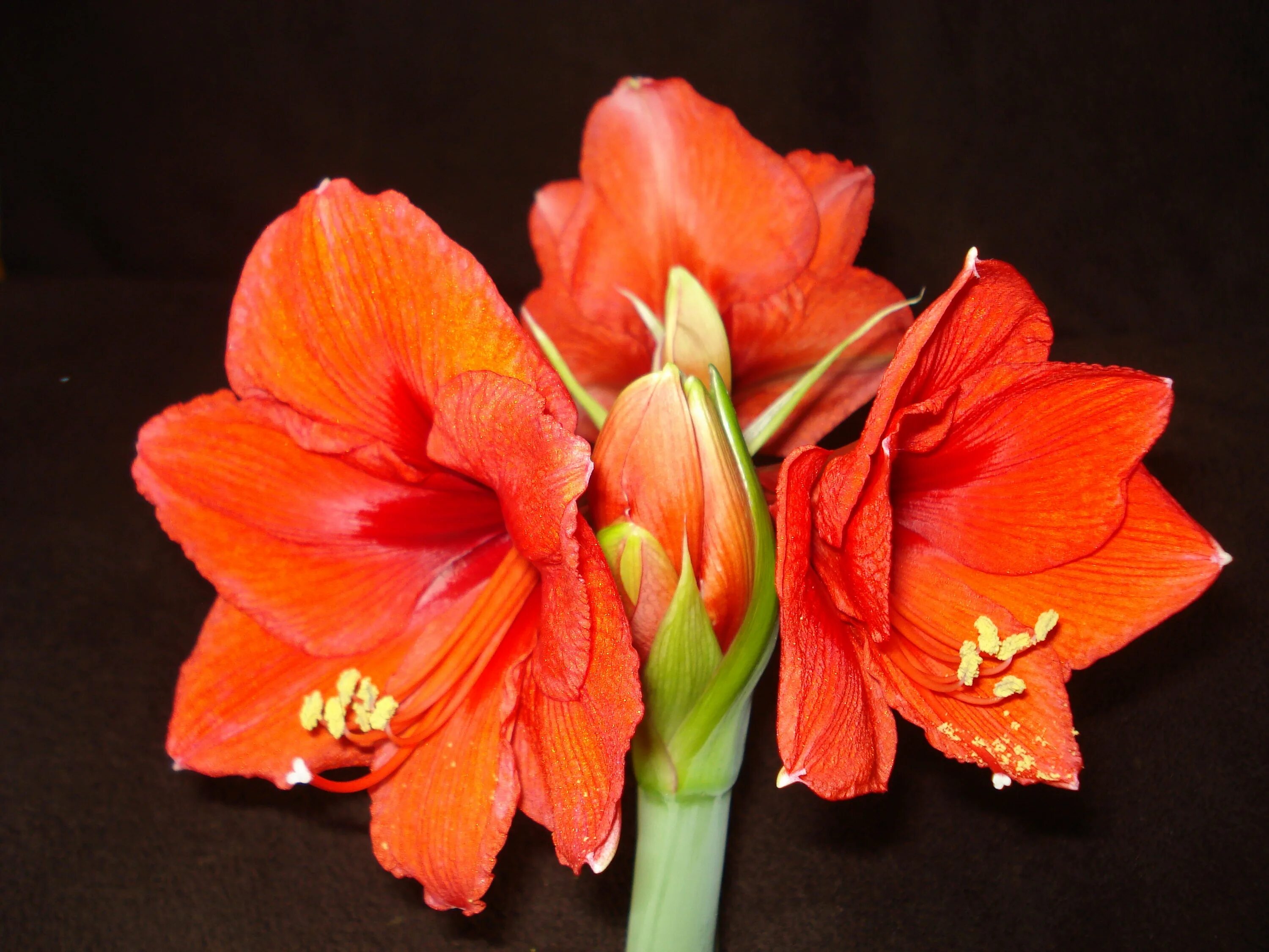 Цветок амариллис фото уход. Гиппеаструм амариллис. Амариллис красный. Лилия гиппеаструм. Цветок гиппеаструм амариллис.