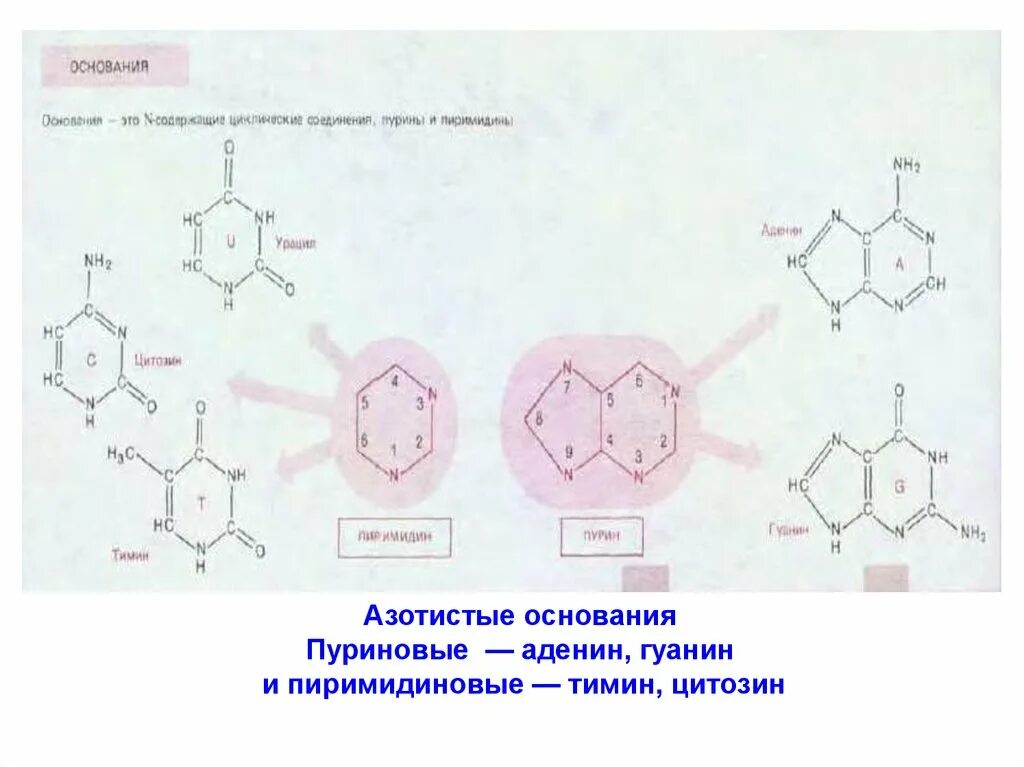 Замена аденина на тимин изменение плоидности клетки. Пиримидиновые Тимин. Структура и функция пуриновых и пиримидиновых азотистых оснований. Цитозин это пуриновое основание. Пуриновые основания аденин-Тимин.