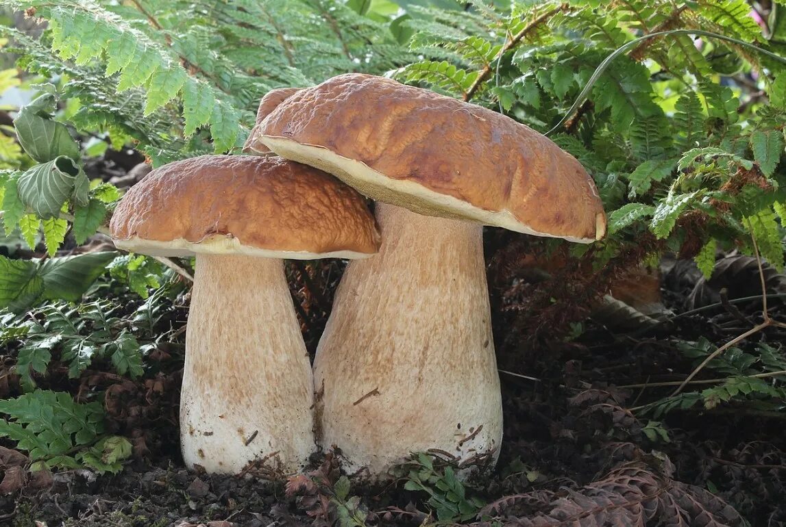 Боровик и подосиновик. Боровик красно-желтый (boletus rhodoxanthus). Какой белый гриб фото. Боровик гриб и белый гриб. Boletus edulis – белый гриб.
