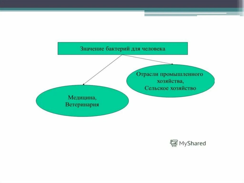Значение бактерий для человека в медицине и ветеринарии. Значение бактерий в промышленности и сельском хозяйстве. Значение бактерий в сельском хозяйстве. Значение бактерий для сельскохозяйственных и промышленности.