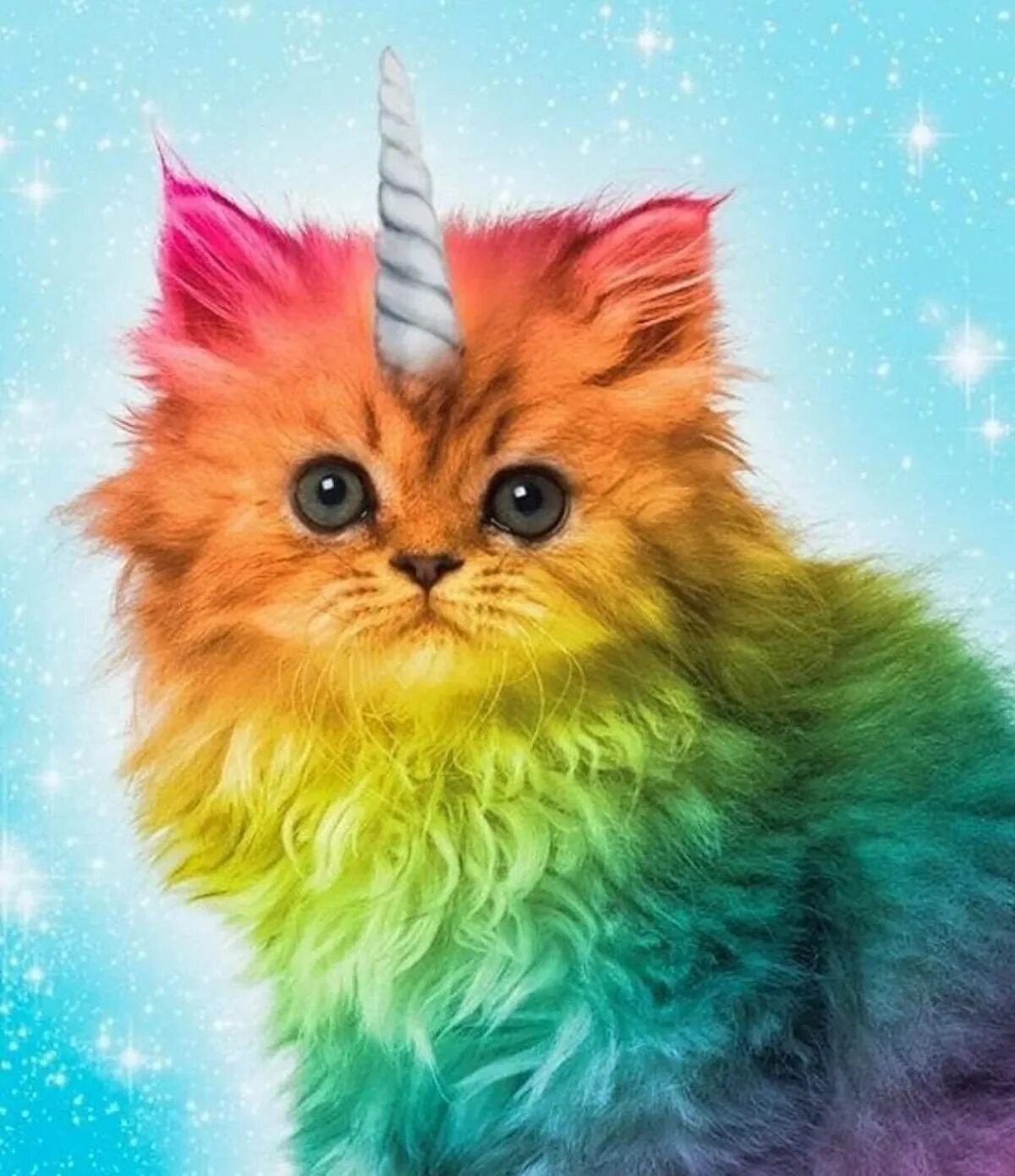 Рейнбоу Кэт. Разноцветная кошка. Радужная кошка. Разноцветные котята. Включи радужные друзья кот