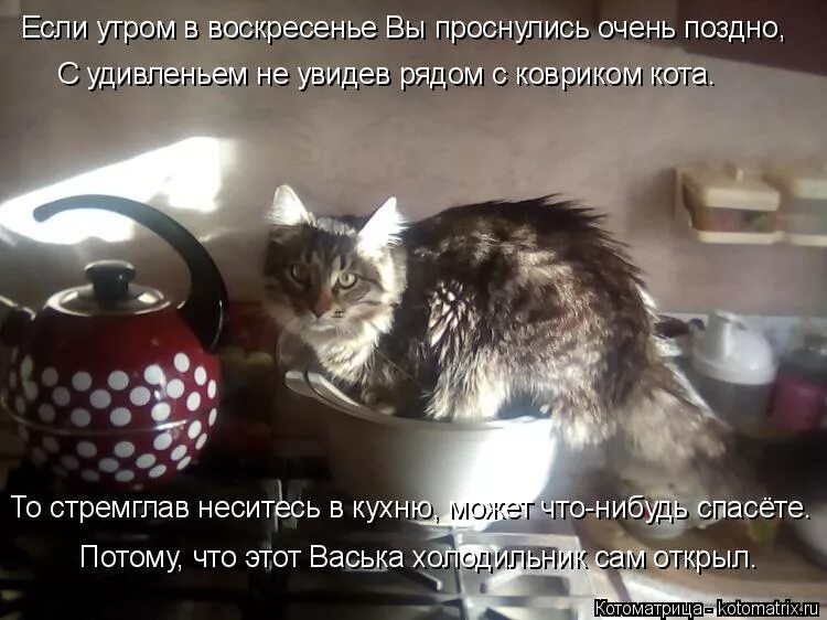 Коты в воскресенье утром. Кот утро воскресенья. Хорошего воскресенья с котами. Воскресенье кот. Воскресение афоризмы