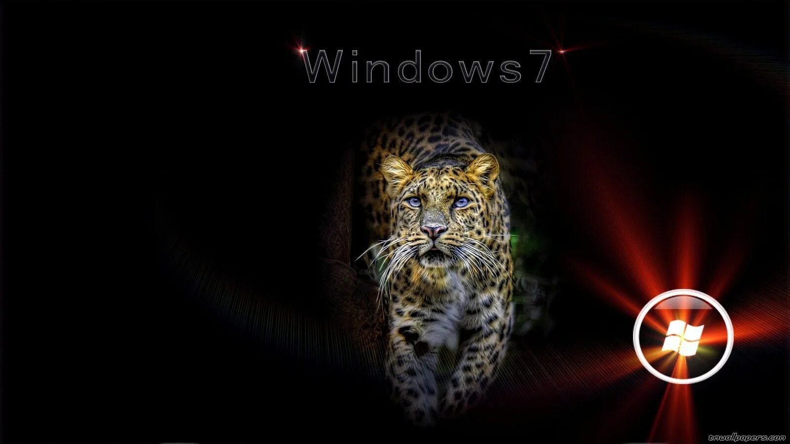 Виндовс 7 зверь. Виндовс 7 животные. Тема для рабочего стола Windows 7 львы. Живые обои на планшет. Виндовс с тигром.