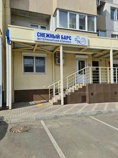Снежный барс ветеринарная