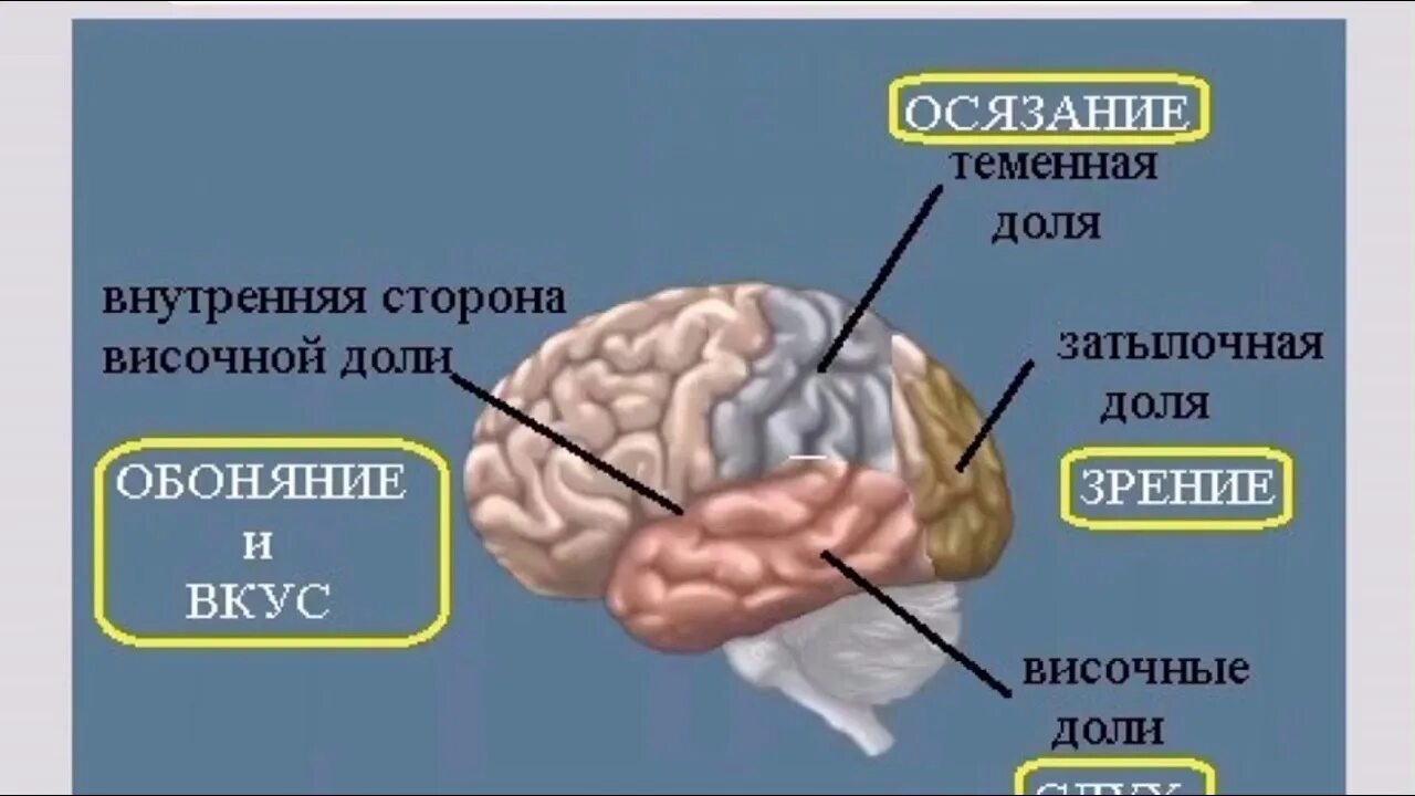 Обонятельная зона находится. Вкусовые зоны головного мозга. Зона обоняния в головном мозге. Вкусовая зона коры головного мозга. Часть мозга отвечающая за обоняние.