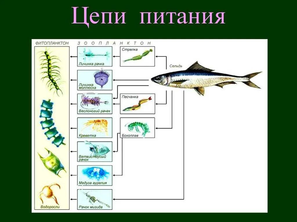 Цепь питания планктон. Цепь питания пресного водоема. Пищевая цепочка рыб. Цепт питание в врдоеме.