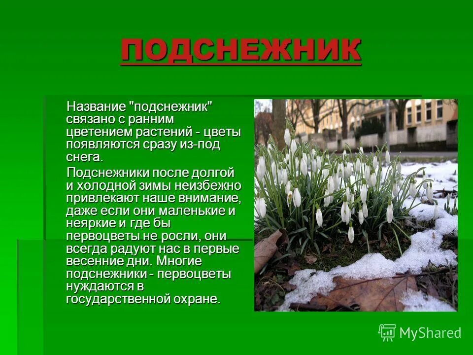 Что значит расцвел. Что значит расцвел