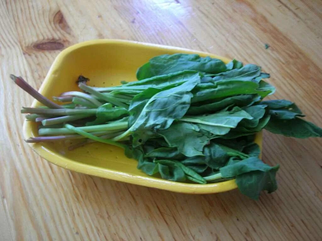 Хвоя ударение ударение. Щавель полевой луговой. Щавель садовый. Хвоя щавель отдала. Хвоя щавель отдала.