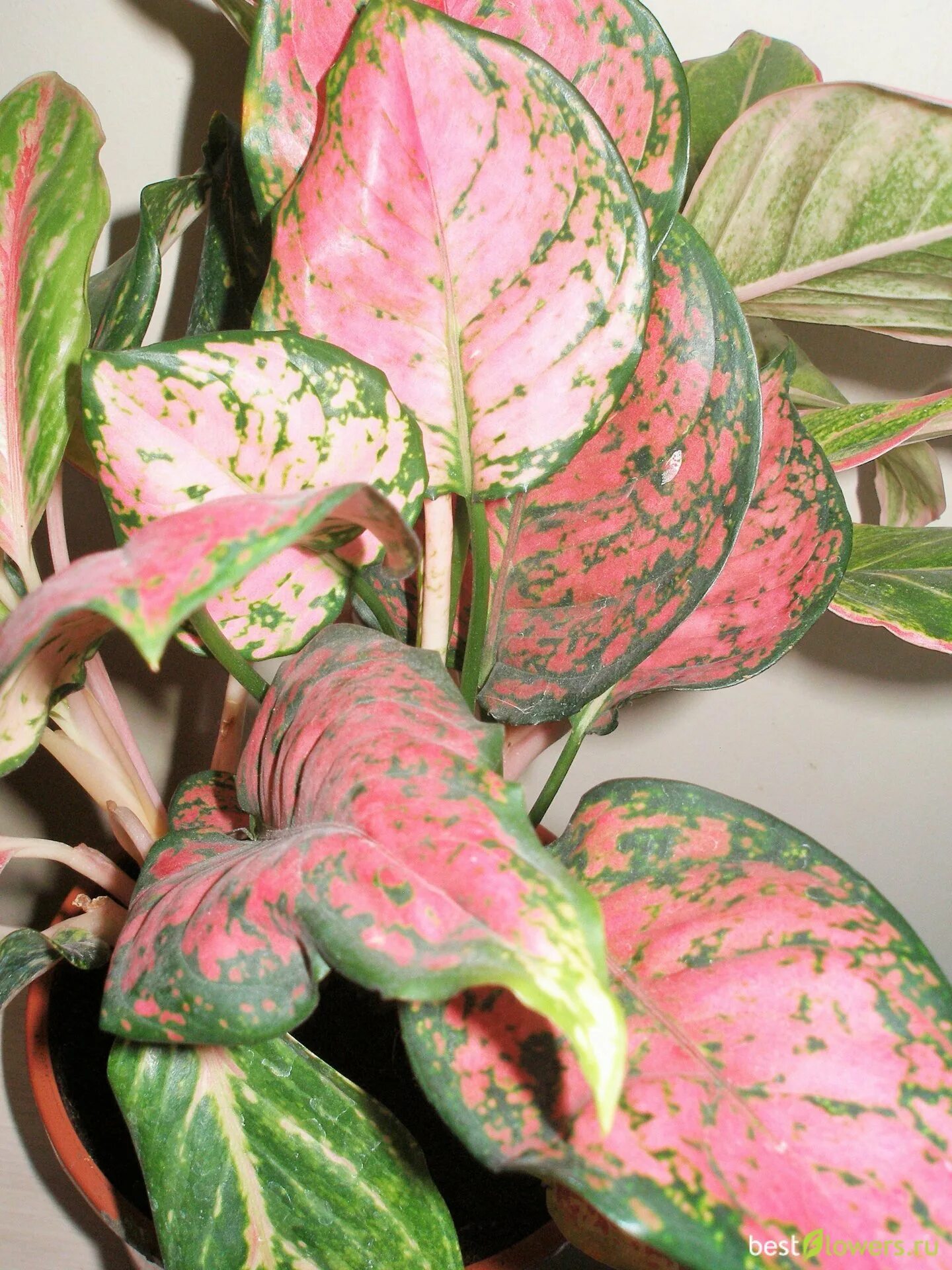 A flowering Aglaonema 'Valentine' (Chinese Evergreen), a Thai hybrid with pink+g