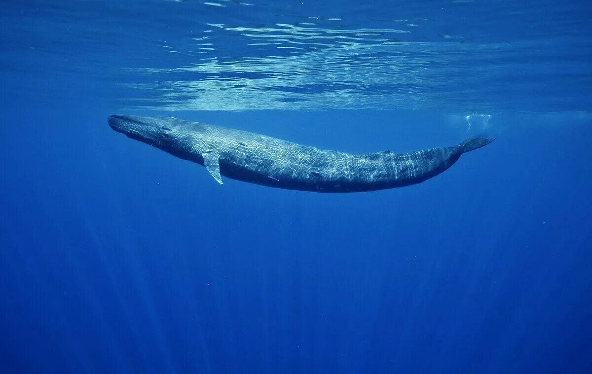 Крупное млекопитающее в мире. Голубой кит Balaenoptera musculus. Синий кит (голубой кит). Синий кит 33 метра. Синий голубой кит блювал.