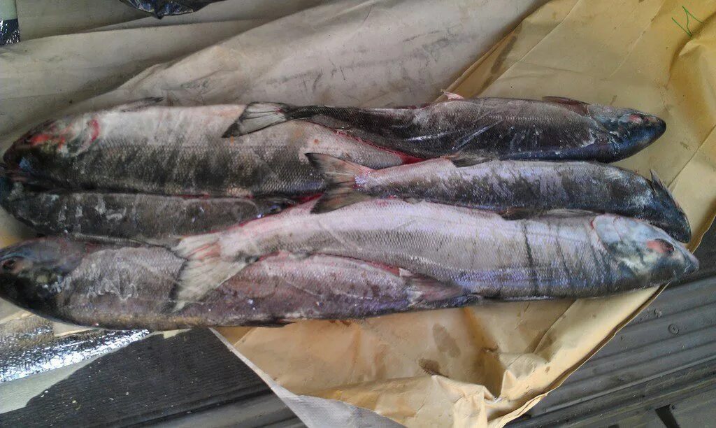 кета потрошеная без головы. горбуша свежезамороженная. кета потрошеная без головы. кета свежемороженая фото.