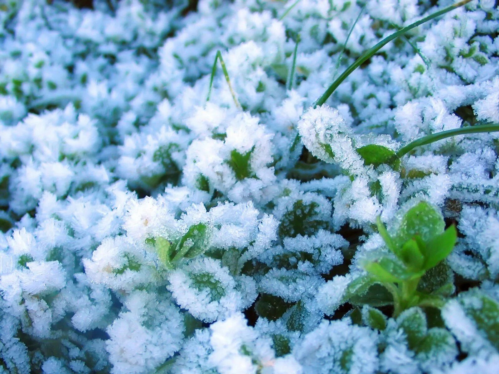 Flowers winter music
