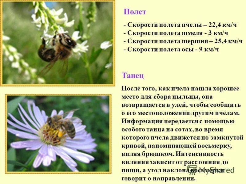 Информация о пчелах осах и шмелях. Сообщение о пчелах осах и шмелях. Интересные факты о пчелах осах и шмелях. Интересное о пчелах осах и шмелях.