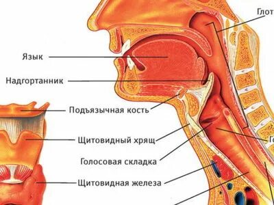 Горло описание фото
