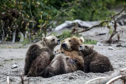 К чему снится кормить медведя