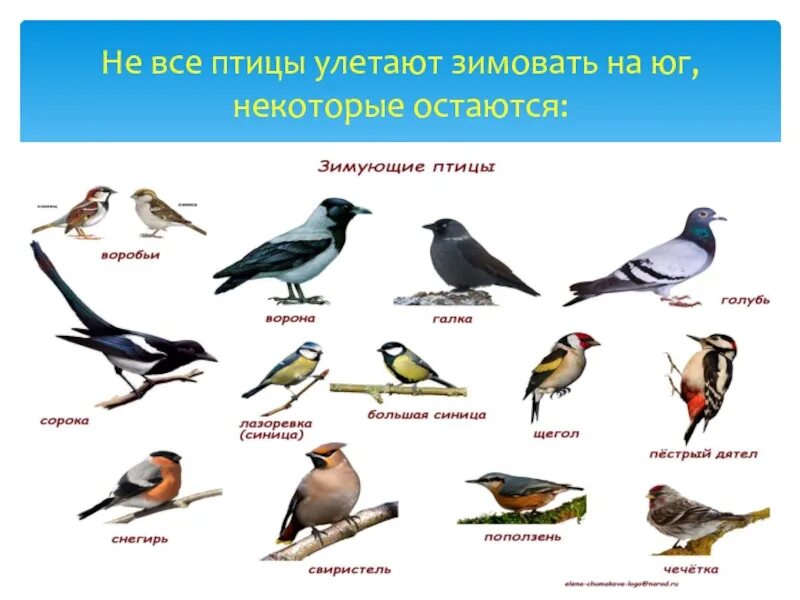 Какие птицы зимуют в городе. Птицы которые не улетают на юг зимой. птицы которые улетают в теплые края. птицы которые улетают в теплые края на зиму. какие птицы не улетают в теплые края.