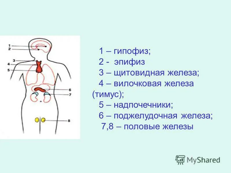 Как называют женскую железу. . Половые железы, надпочечники. Тимус. Эпифиз.. Железы внутренней секреции щитовидная железа строение. Железы человека и их функции и гормоны. Расположение желёз внутренней секреции.