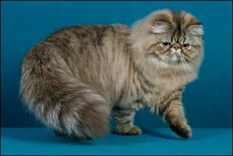 Persian brown
