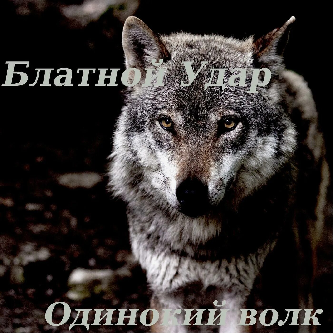 Одинокий волк лучшие песни. Блатной удар. Блатной волк. Воровской волк. Блатной удар одинокий волк.