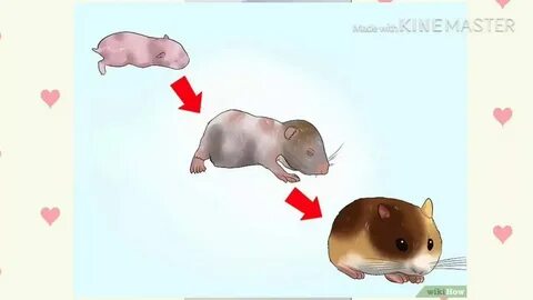 Хомяк вышли карты