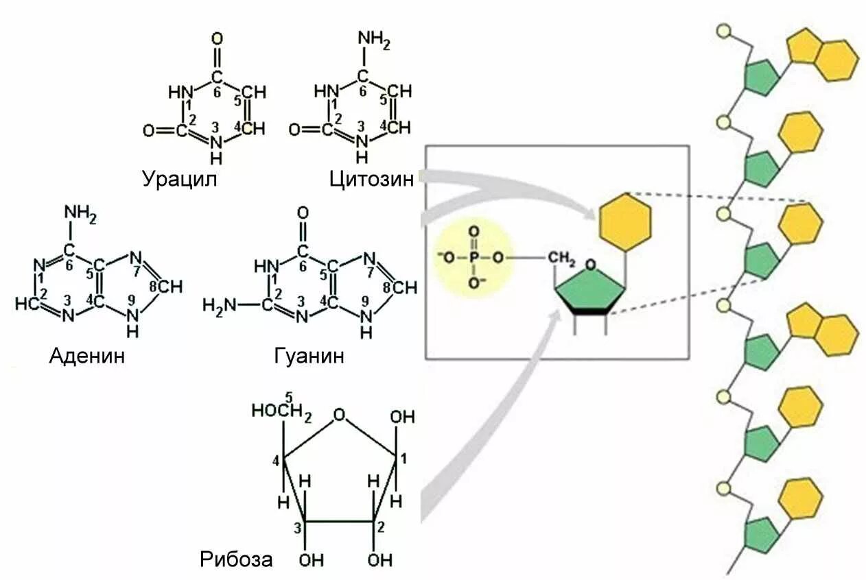 Рнк тимин урацил. Нуклеотиды гуанин аденин Тимин урацил. Структура полинуклеотидных цепей АТФ. Аденин строение. РНК аденин урацил гуанин цитозин.