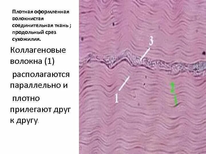 Коллагеновые волокна сухожилия. Плотная волокнистая неоформленная соединительная ткань функции. Сухожие волокна. Коллагеновые волокна сухожилия. Продольный срез сухожилия теленка.