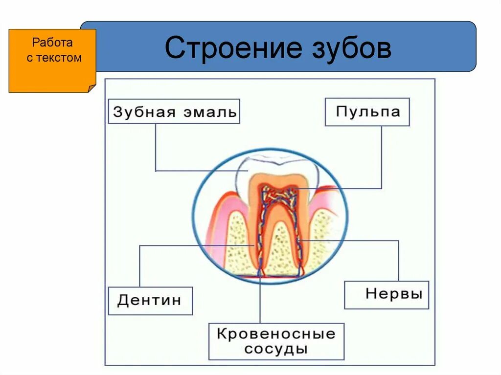 Строение зуба эмаль дентин. Функции эмали дентина и пульпы. Строение зуба человека схема кариес. Эмаль зубов строение. Ротовая полость зубы человека