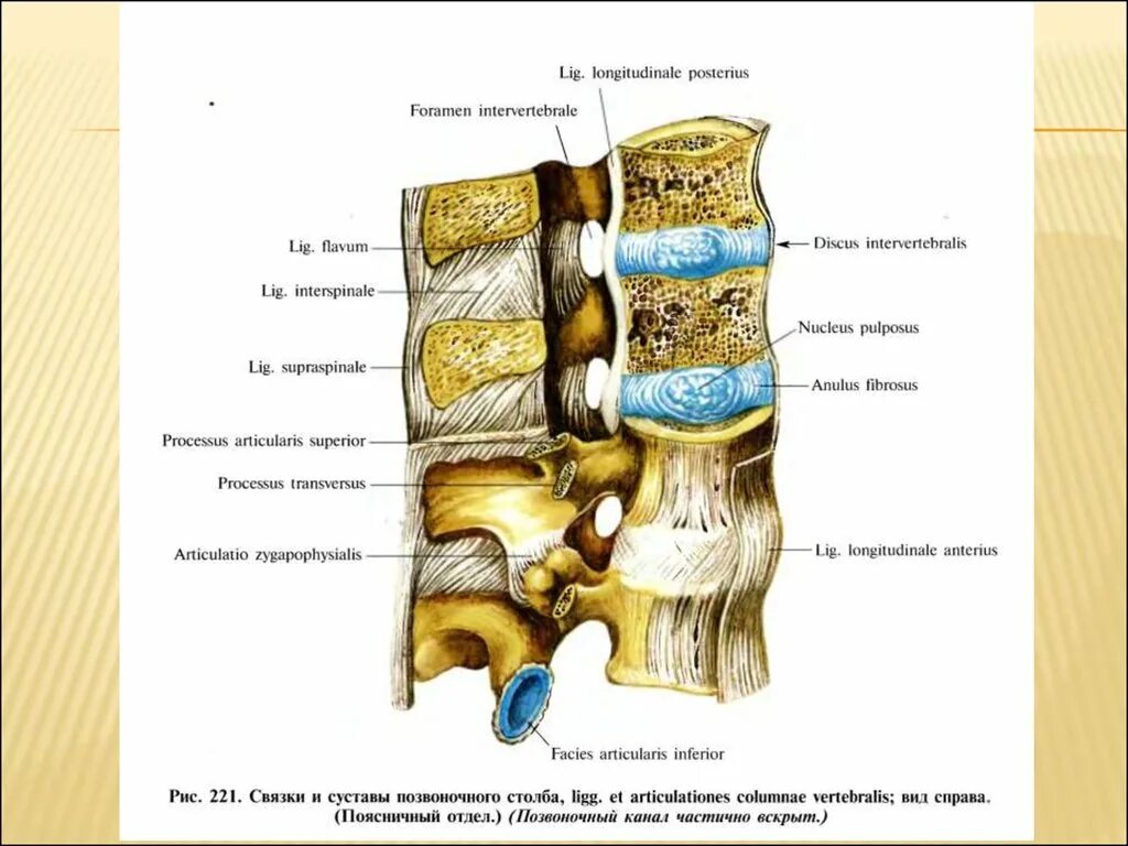 Соединение позвонков вид сбоку. Передняя продольная связка l2-l5. Соединение позвонков связки.