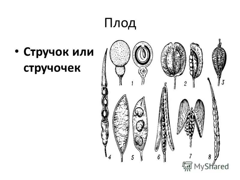 Крестоцветные стручочек