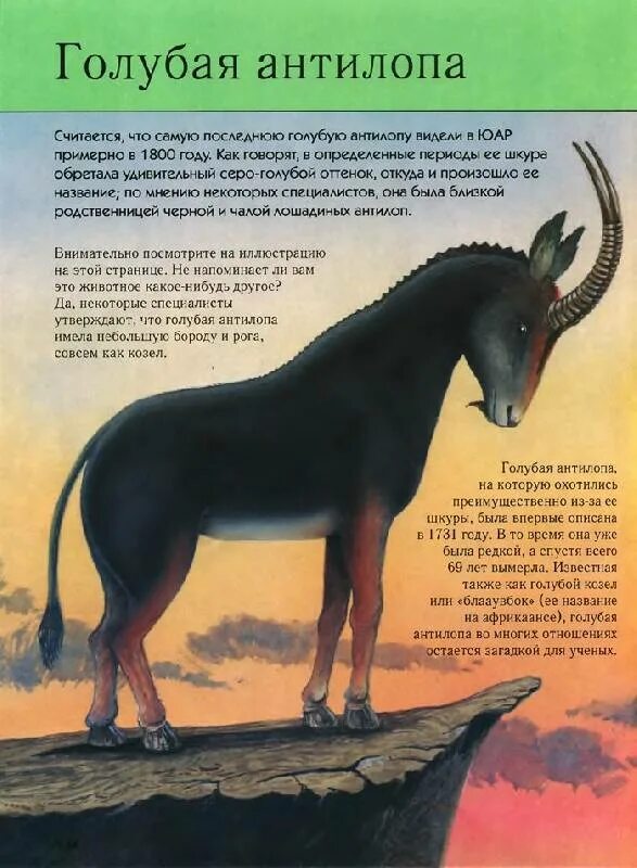 ПРЕЗЕНТАЦИЯ "ЖИВОТНЫЕ И РАСТЕНИЯ КРАСНОЙ КНИГИ"