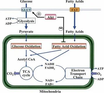 Fatty acids