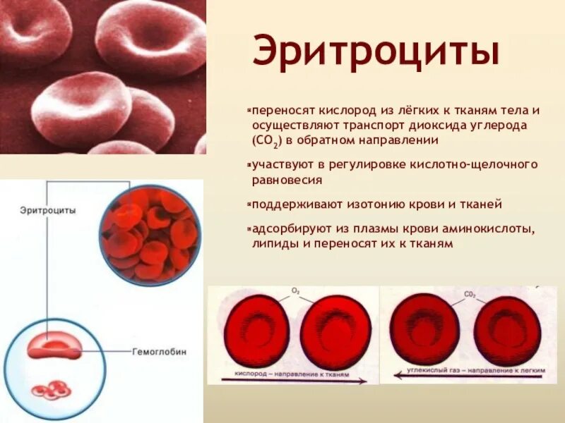 Выработка эритроцитов. Схема образования эритроцитов. Процесс формирования эритроцитов. Эритроциты переносят кислород. Эритроцит человека образование.