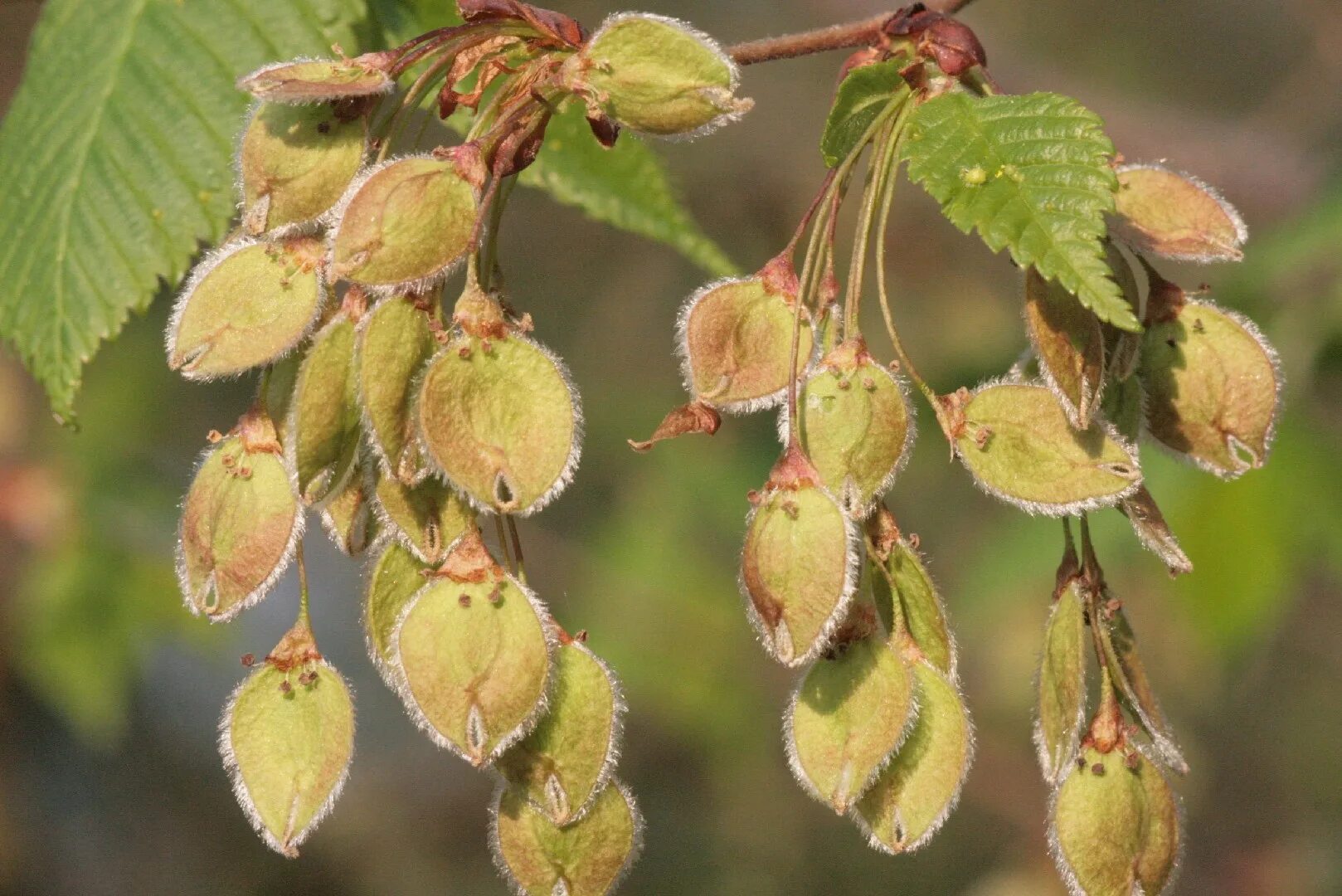 Карагач 3. Вяз гладкий (Ulmus laevis). Вяз гладкий плод. Вяз мелколистный семена. Вяз гладкий семена.