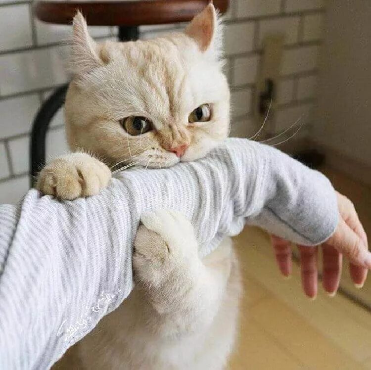 Кошка кусает палец