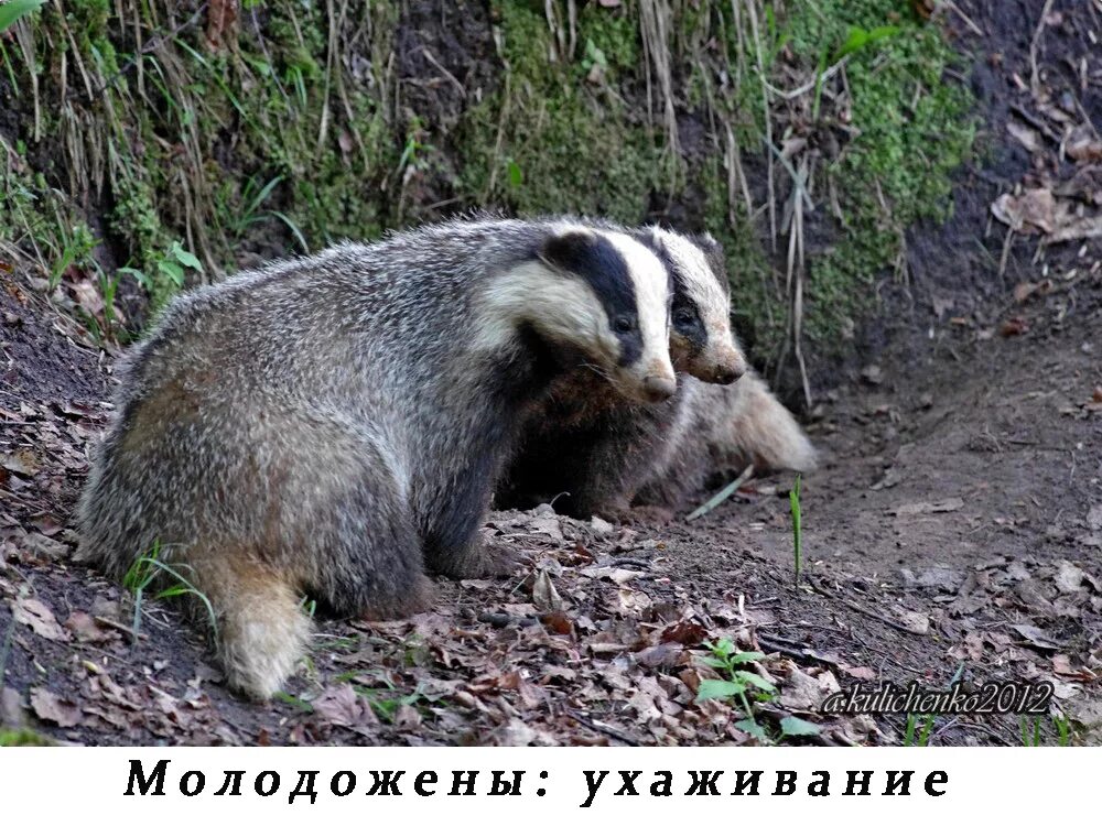 Бобры и барсуки. Бобр и барсук. Барсук и сурок. Барсук чешется.