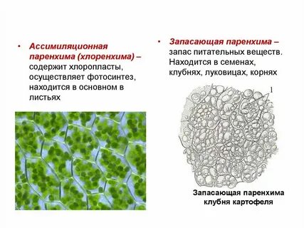 Какие черты характерны для клеток фотосинтезирующей ткани