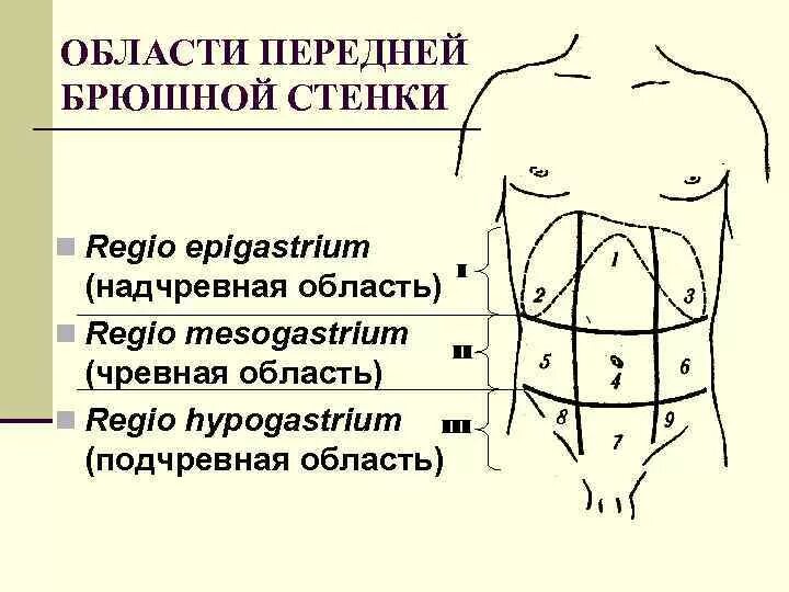 Голотопия брюшной полости. Зоны брюшной полости схема. Анатомические зоны передней брюшной стенки. Области передней брюшной стенки живота. Надлобковая область живота