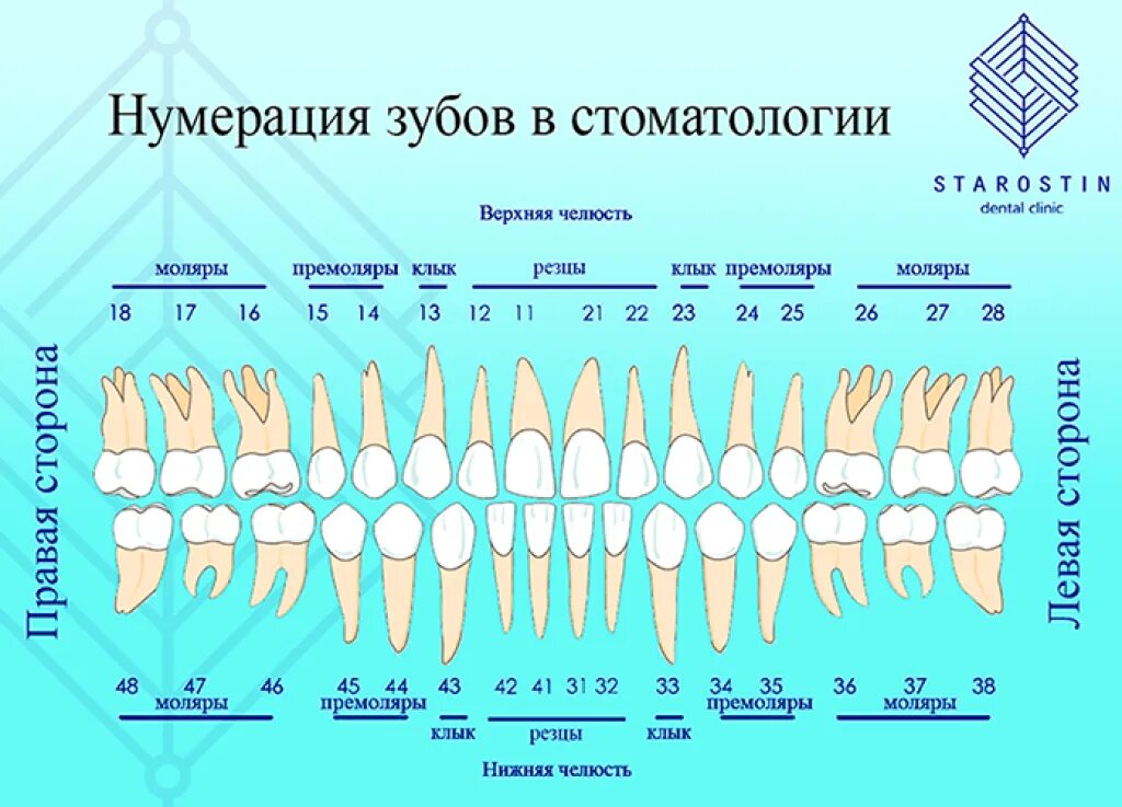 Почему зубы отличаются между собой у разных. Зубы анатомия резцы клыки. Челюсть человека строение зубов нумерация. 6 Нижний зуб строение.