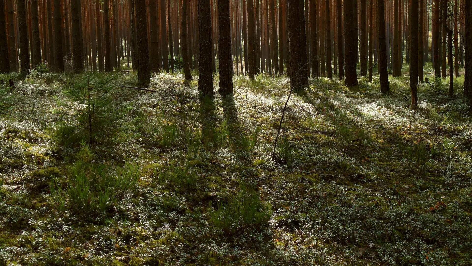 Брусничник в сосновом лесу. Forest around. Брусничник в сосновом лесу. Ельник брусничник. Тропинка в бамбуковом лесу.